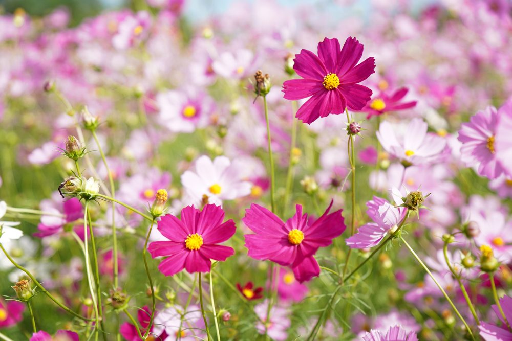 濃いピンクのコスモスが咲く花畑