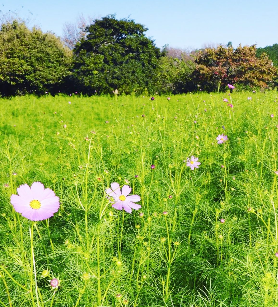 緑の野原に咲き始めたコスモス