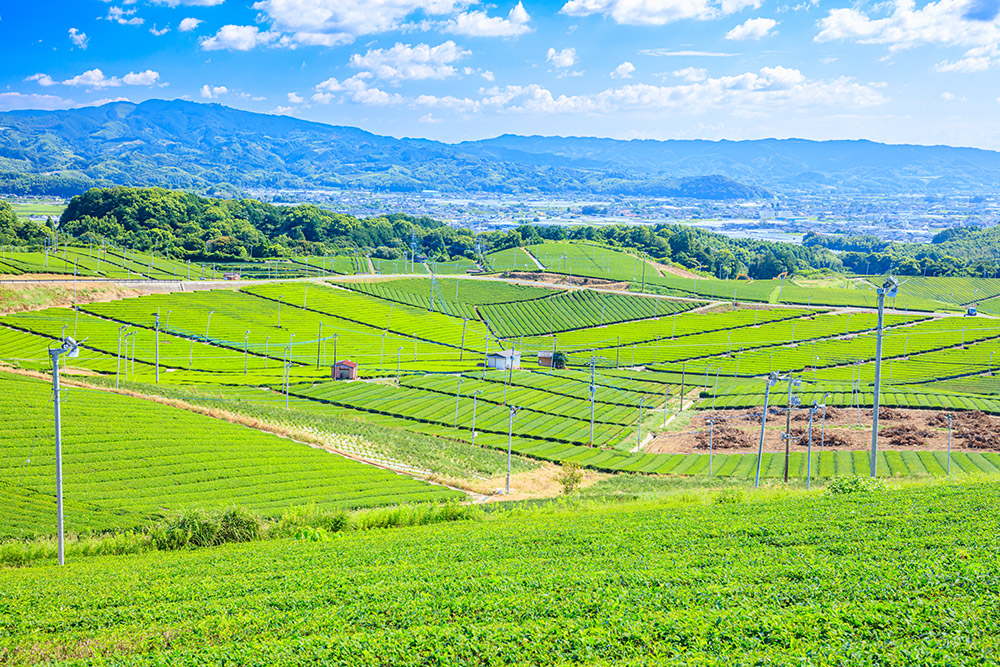 山あいに広がる緑豊かな茶畑の風景