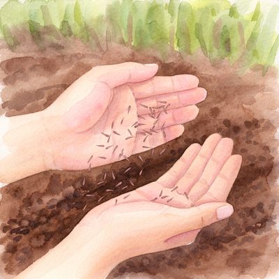 土に種をまく